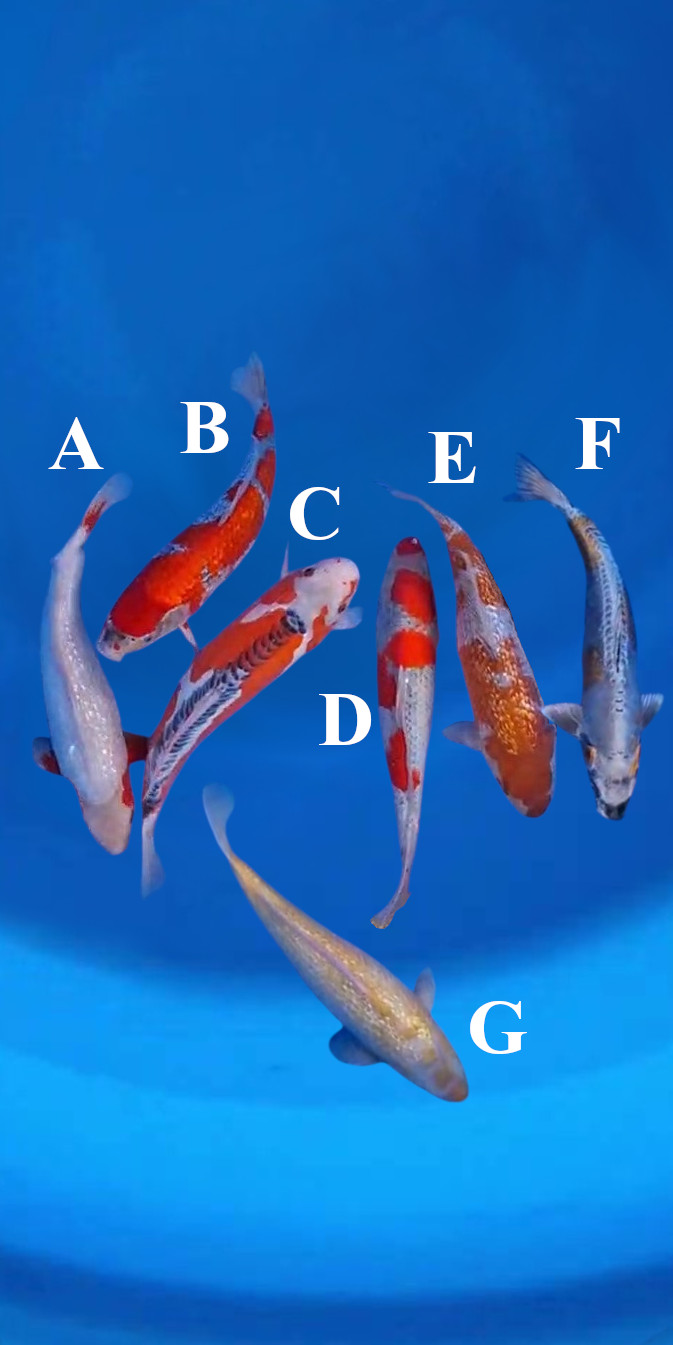 Kawarimono Koi Group | Bristol Koi